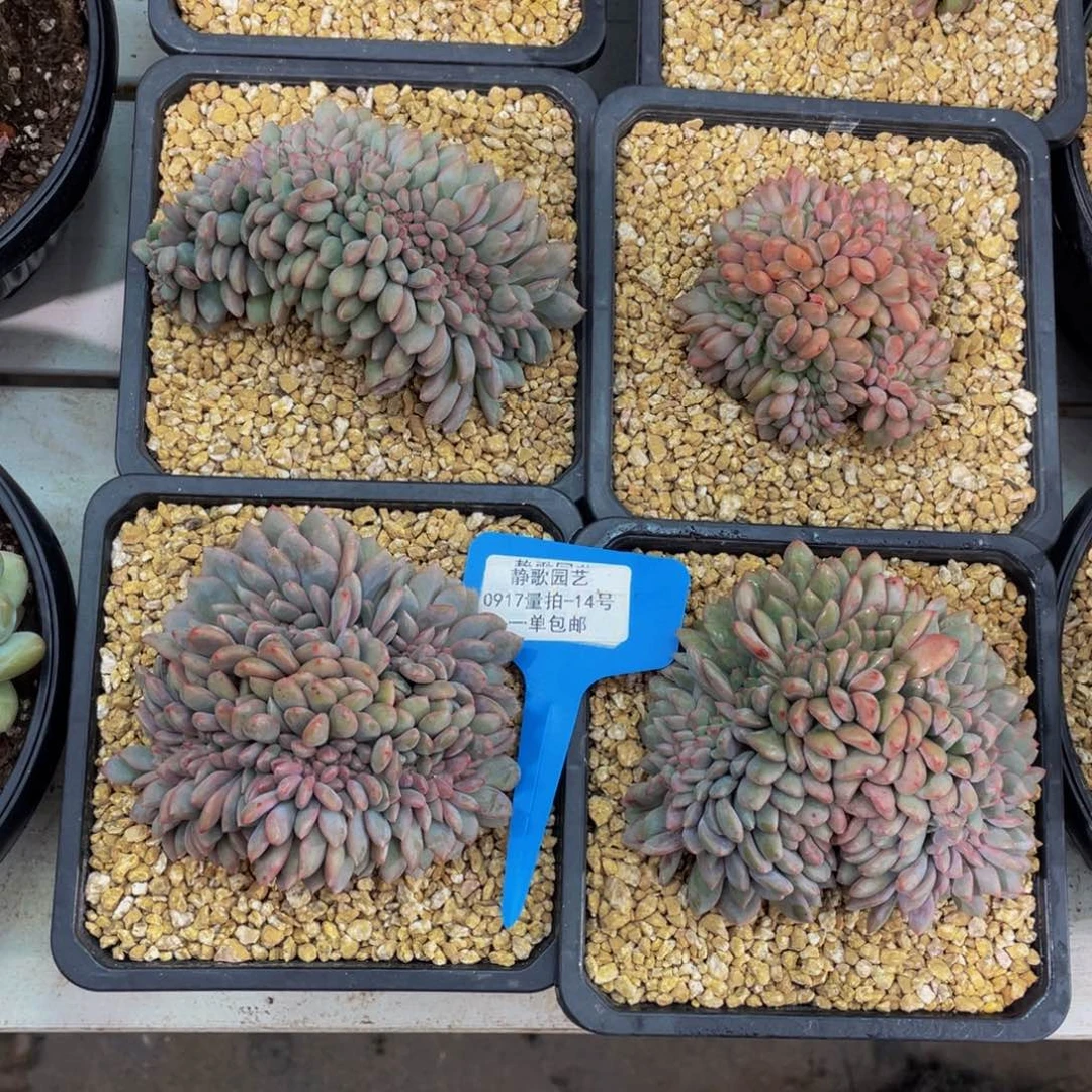 0917-14-凌雪缀化一颗