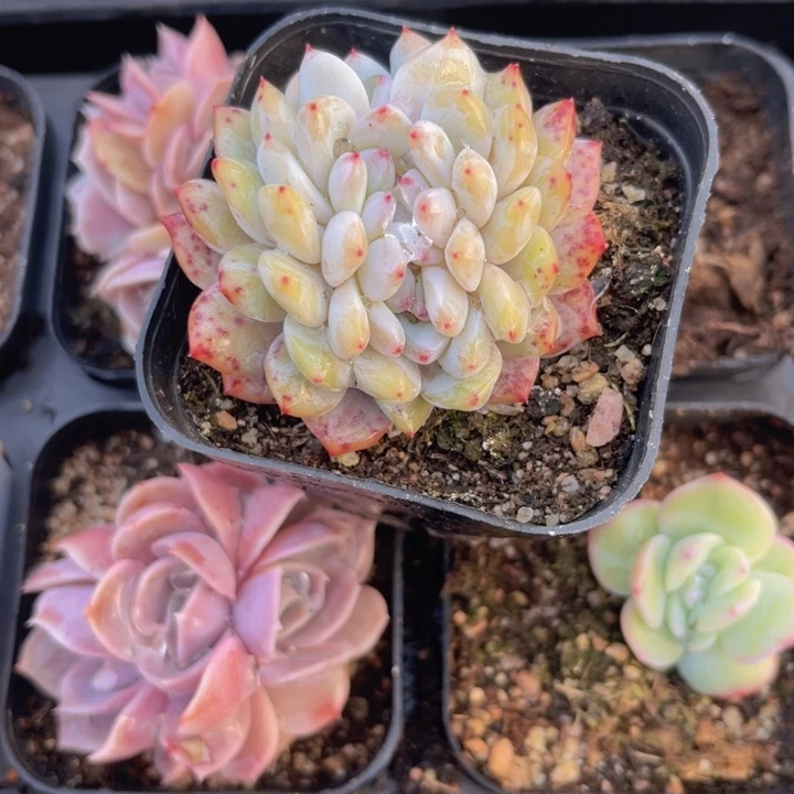 橙梦露缀多肉植物211