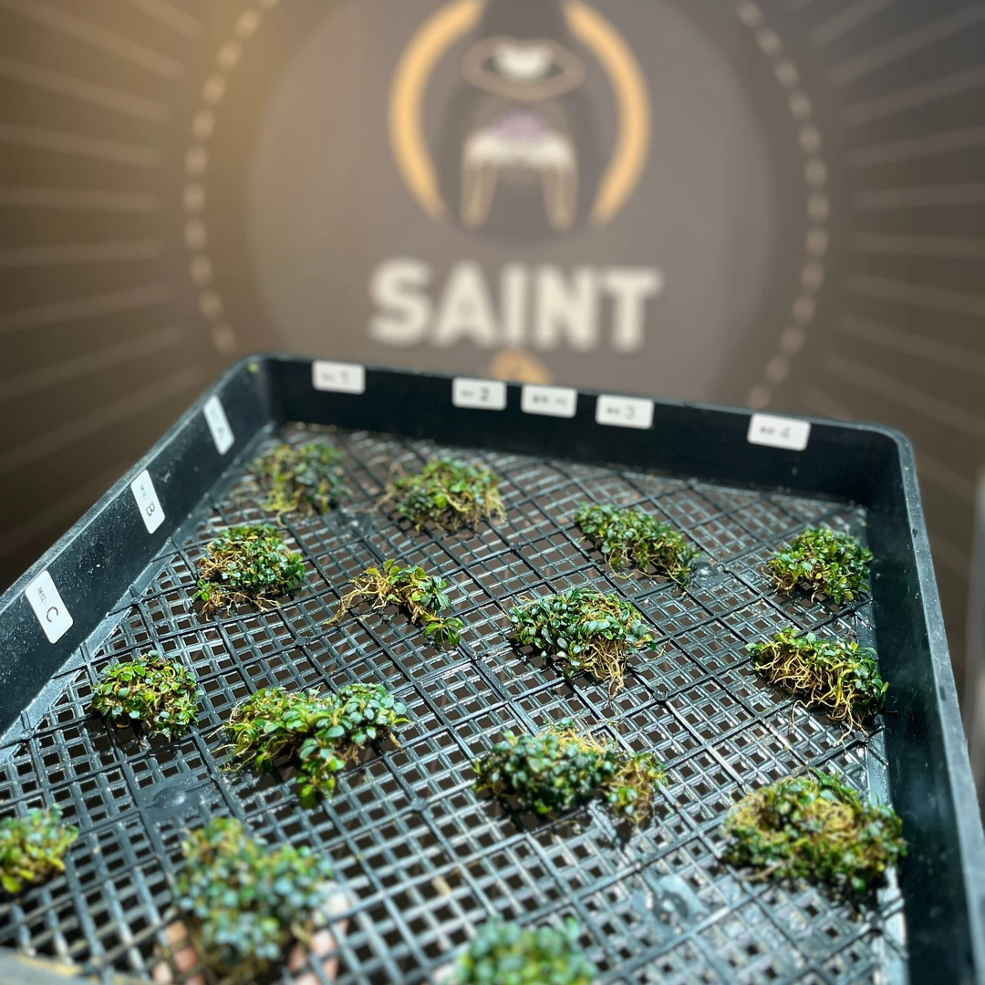 【福袋专享】精品野株 辣椒榕水草 高端稀有