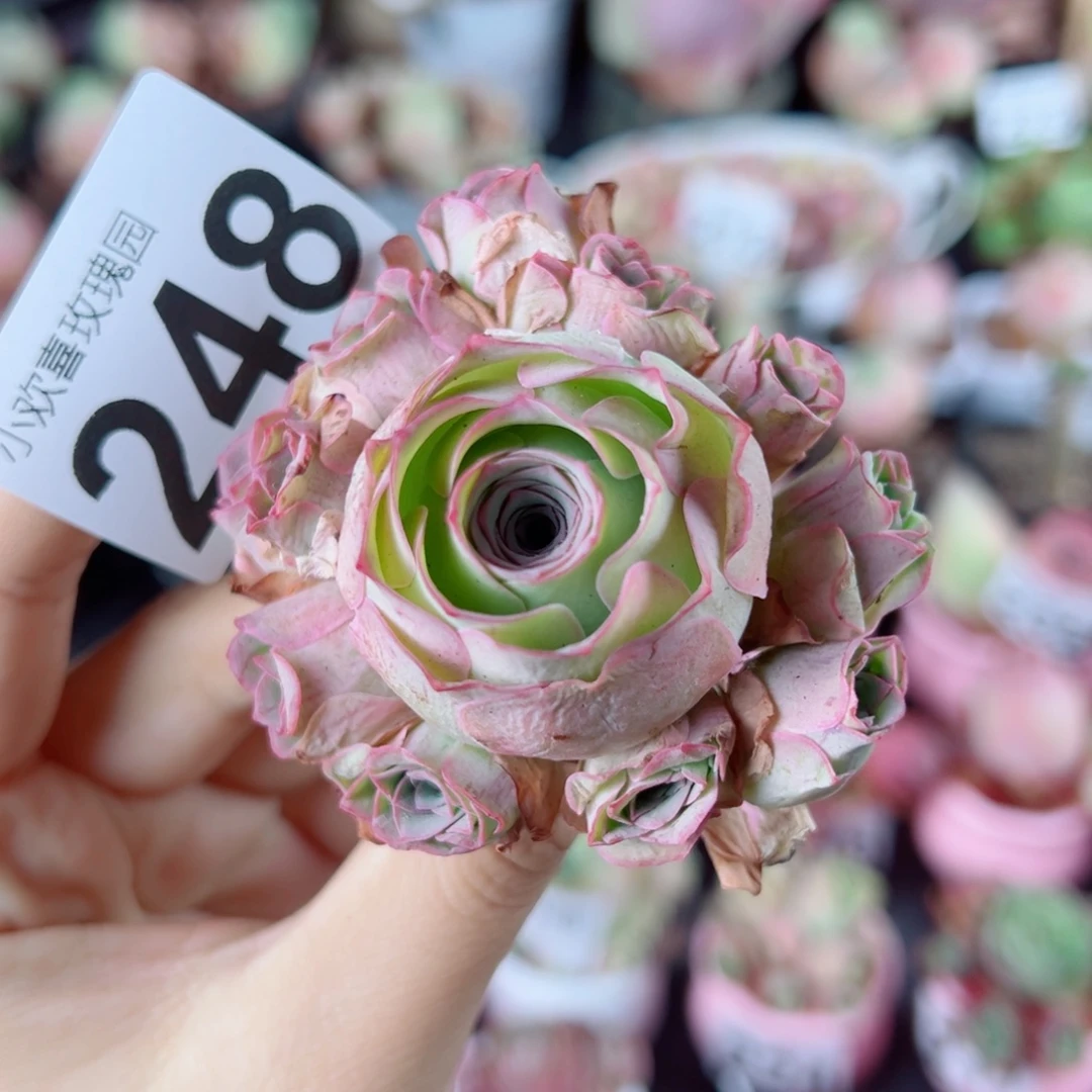 248粉玫瑰手捧花。