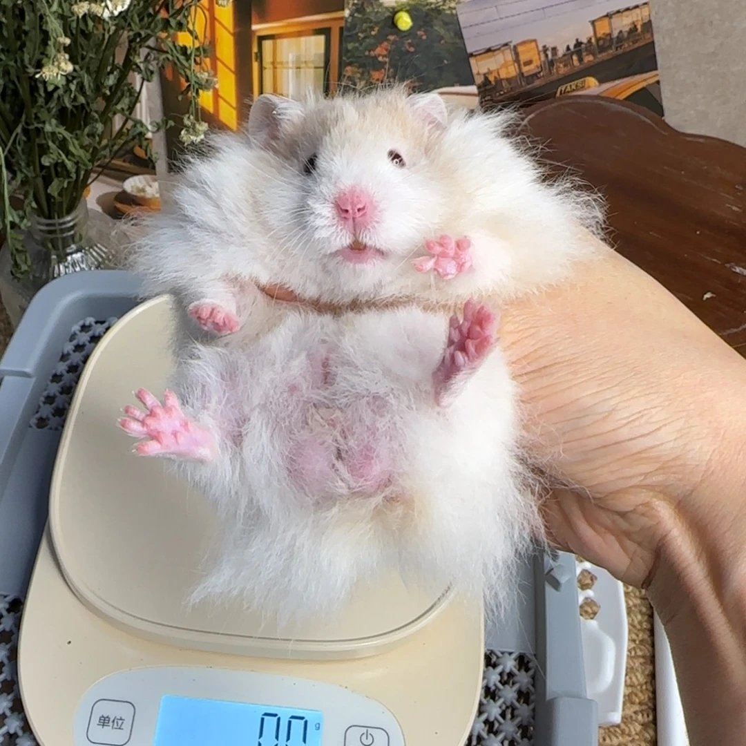 蜜波弟弟8.08生日