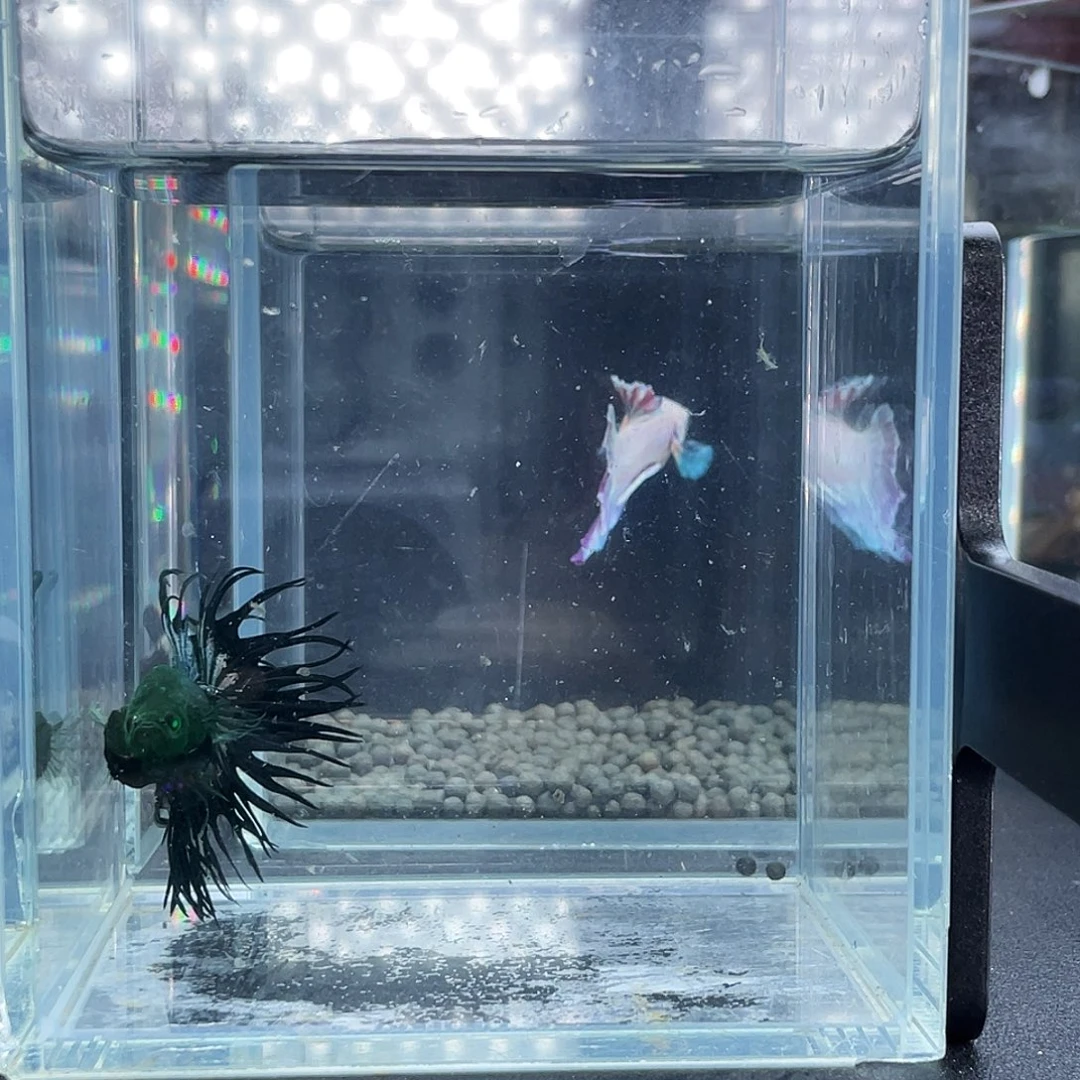斗鱼07号915晚绿毒