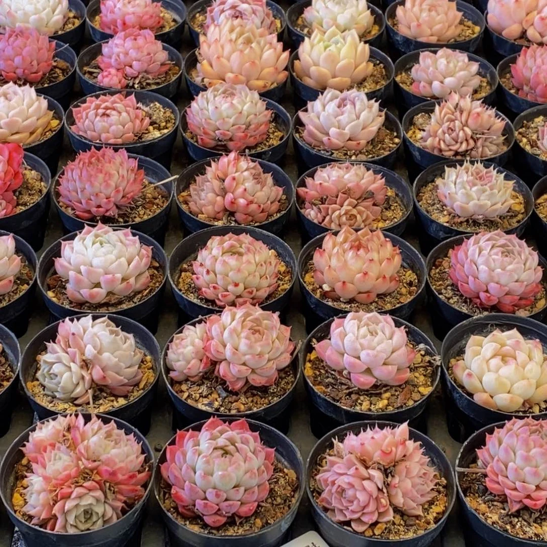 h****h208多肉植物保护研究所所长助理