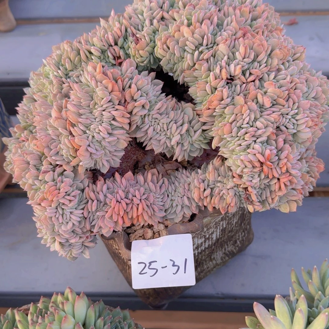 25-31海棠花最多就