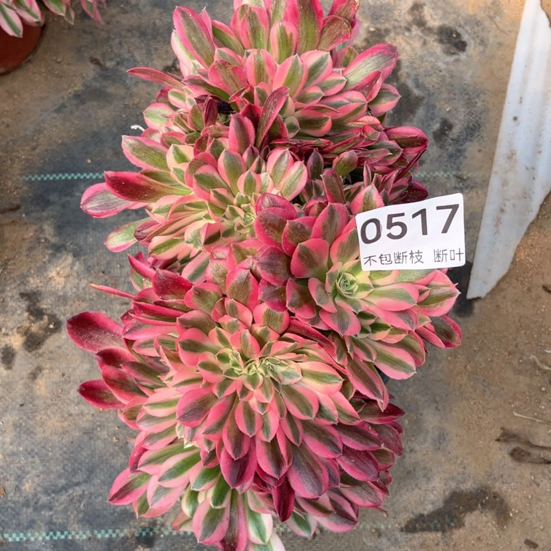 517号，粉女巫缀化，脱土发货