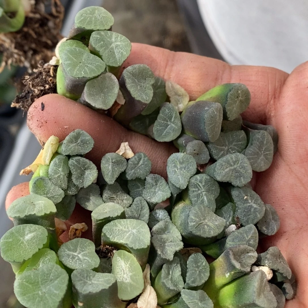 1663 一颗小万象 超级618福利。