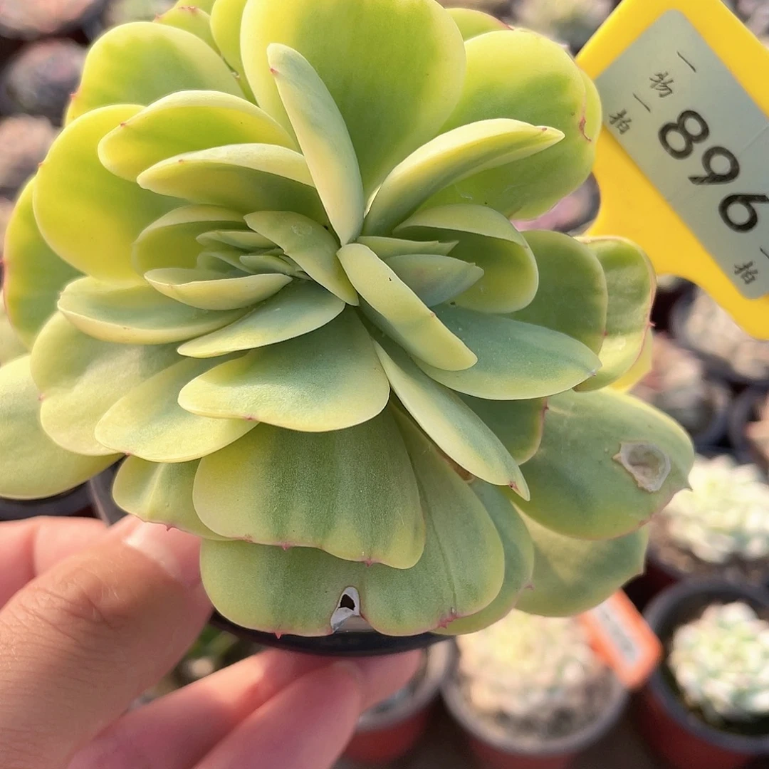 佘***人896号多肉植物盆栽