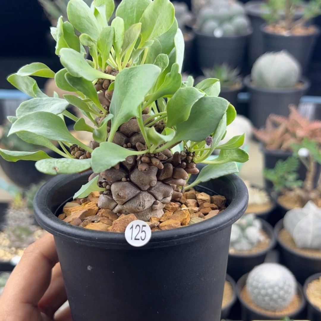 光***爷蛮鬼塔厚敦菊一物一拍