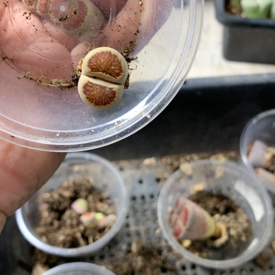 胖****、H238多肉植物保护研究所