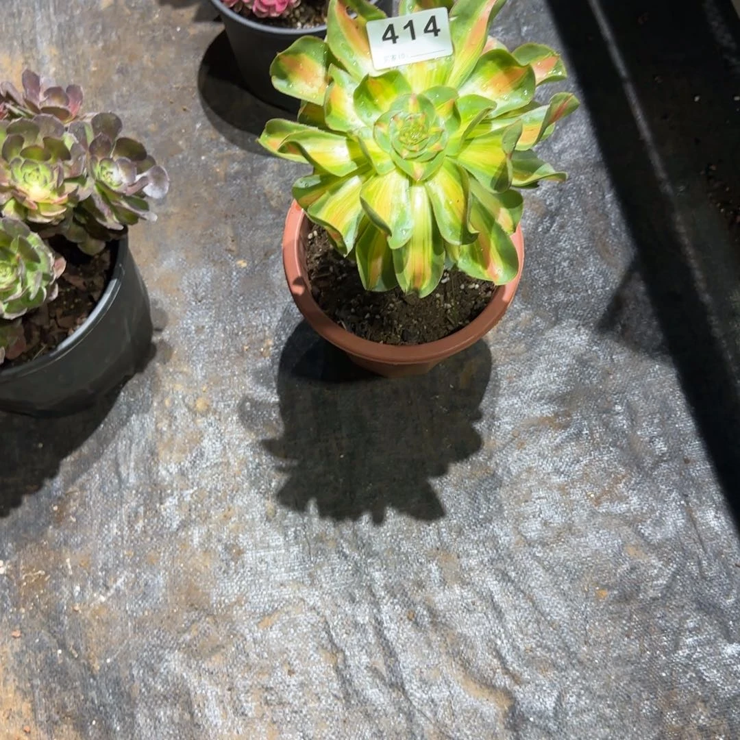 赵***哥精品多肉植物0414