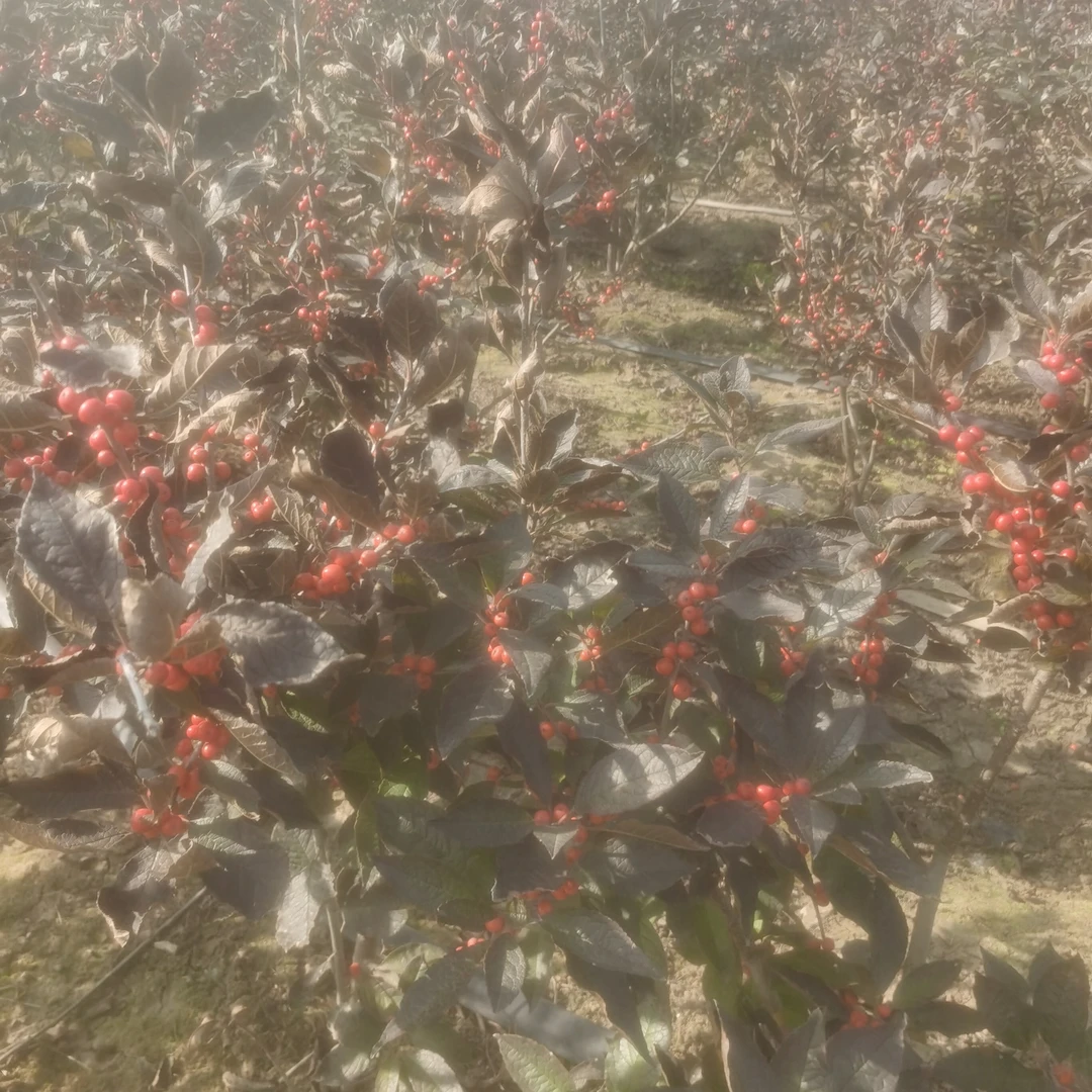 北美冬青年宵花精选特级盆栽发财果桌面地栽花卉植物