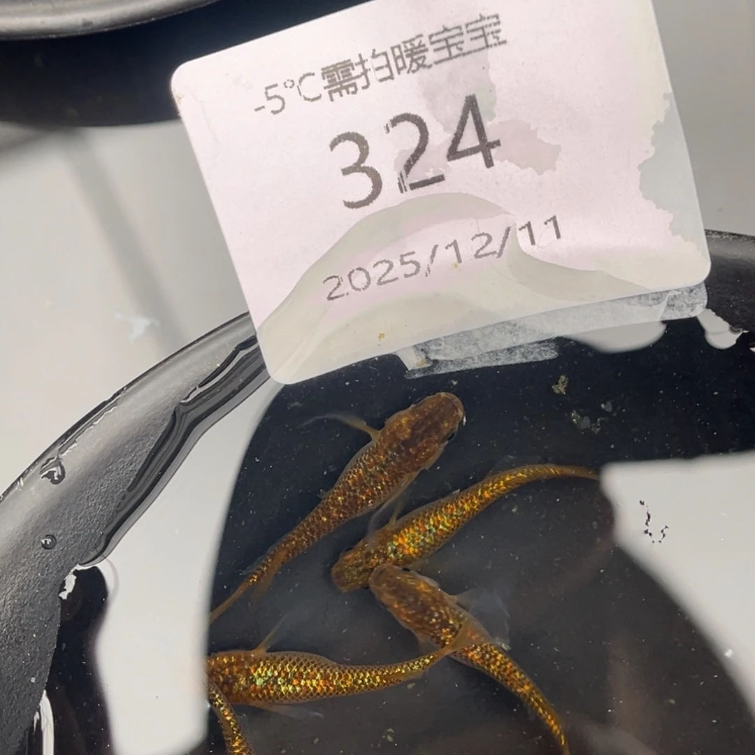 青鳉鱼324松井秘密武器五尾