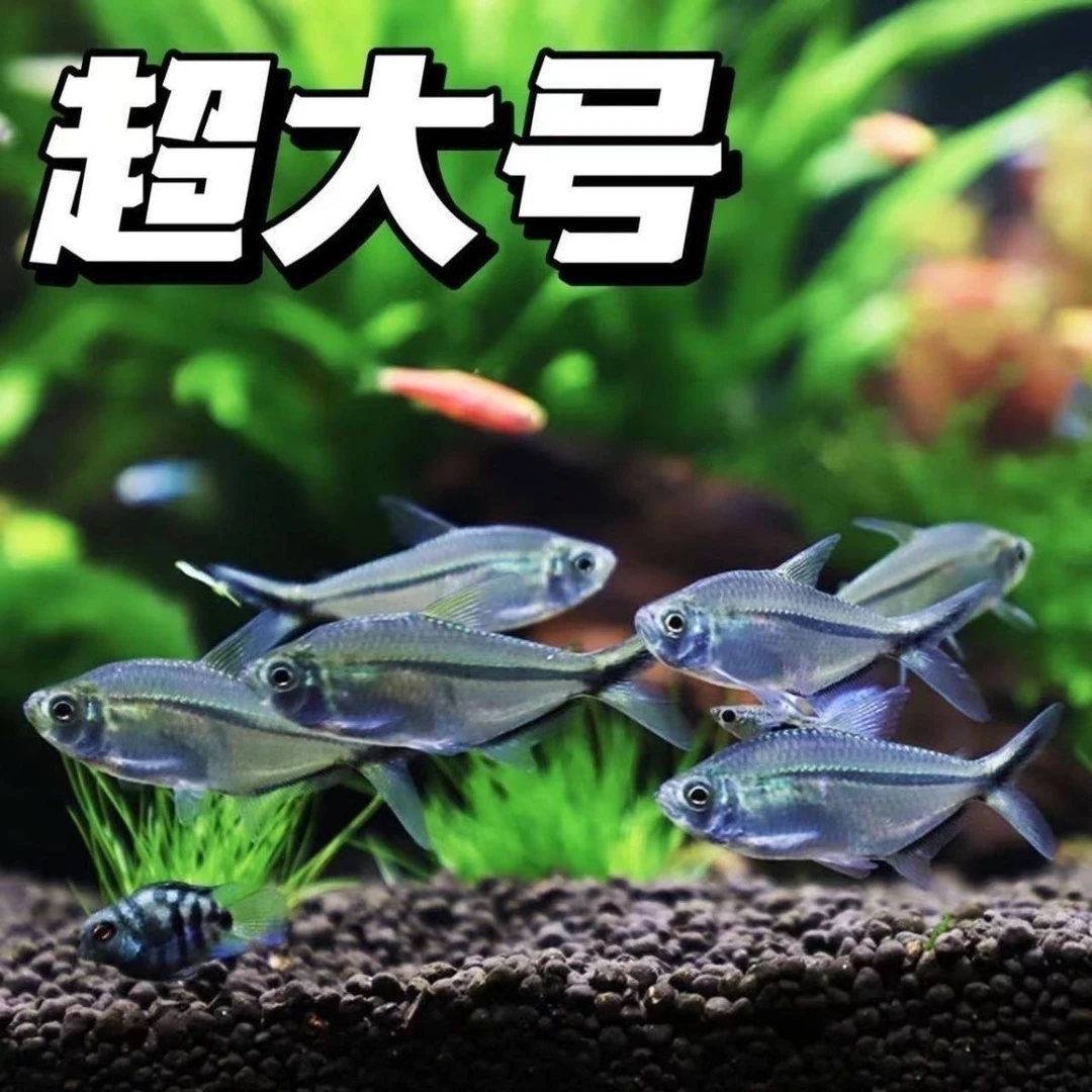 黑尾大勾群游观赏鱼草缸小型活体热带淡水好养可混养