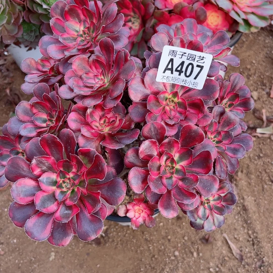 407丽娜尺寸20左右