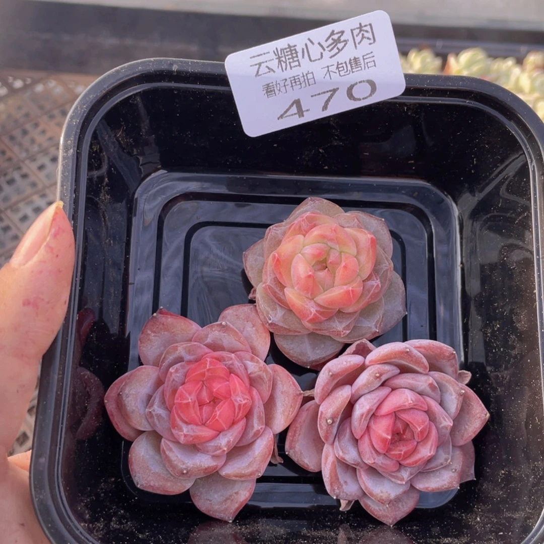 云糖心多肉植物470