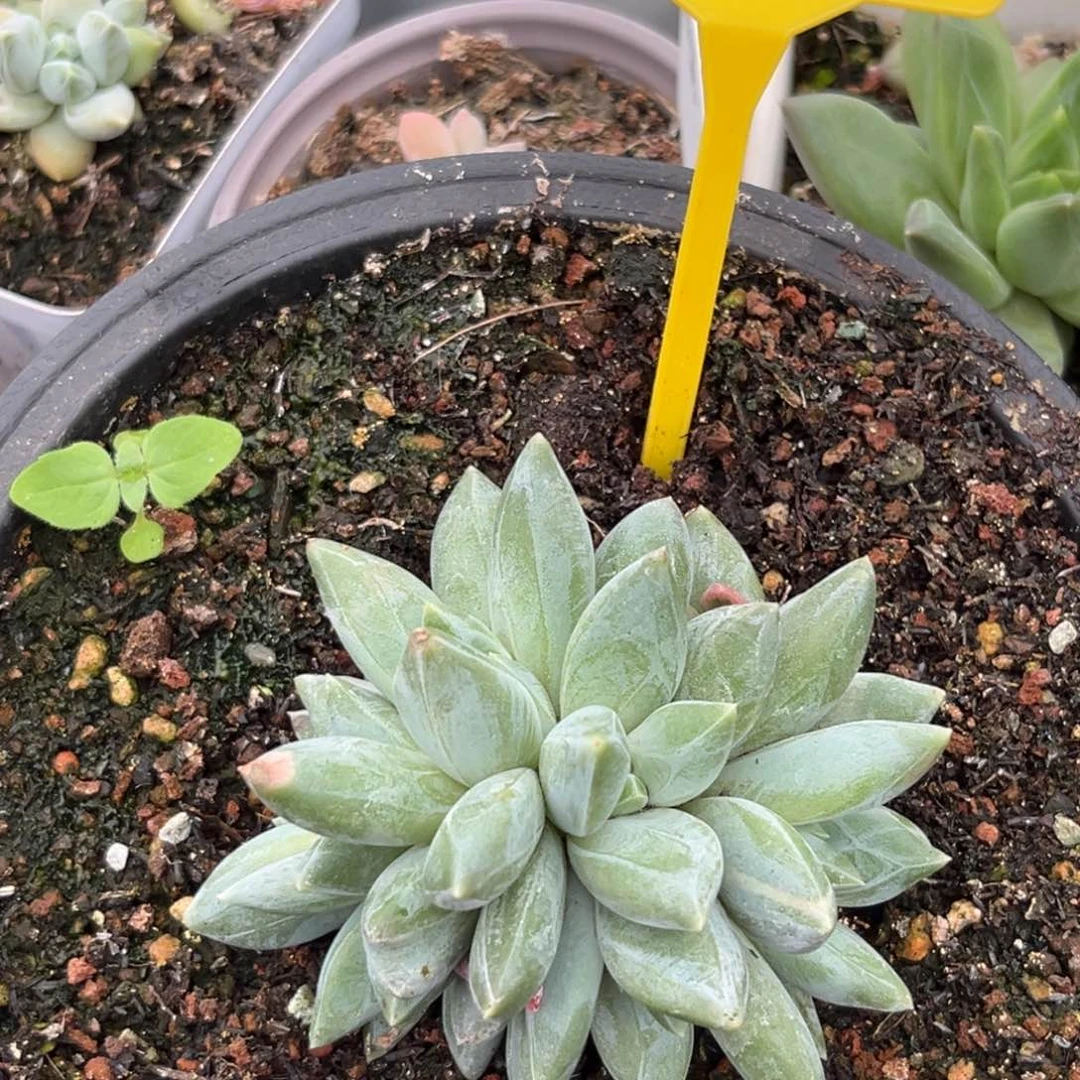 重楼多肉植物596