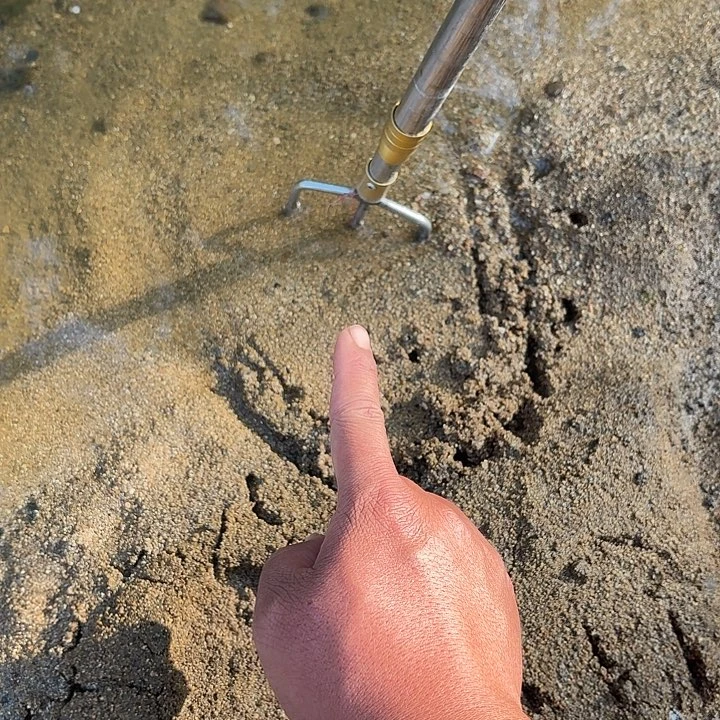 中国大陆野生大甲鱼