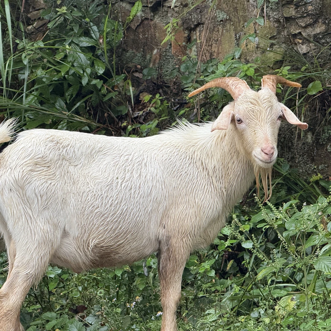【寿乡山羊】世界长寿乡深山散养山羊土山羊黑山羊本地山羊