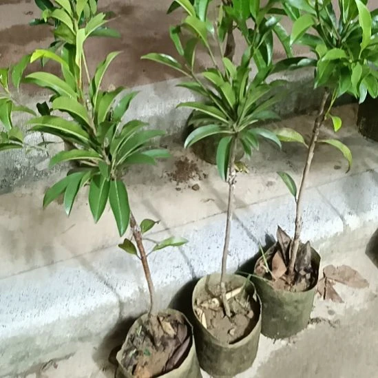 6棵墨西哥人心果嫁接苗一物一拍