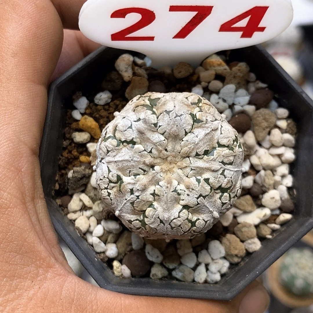 274福利特价来了哦