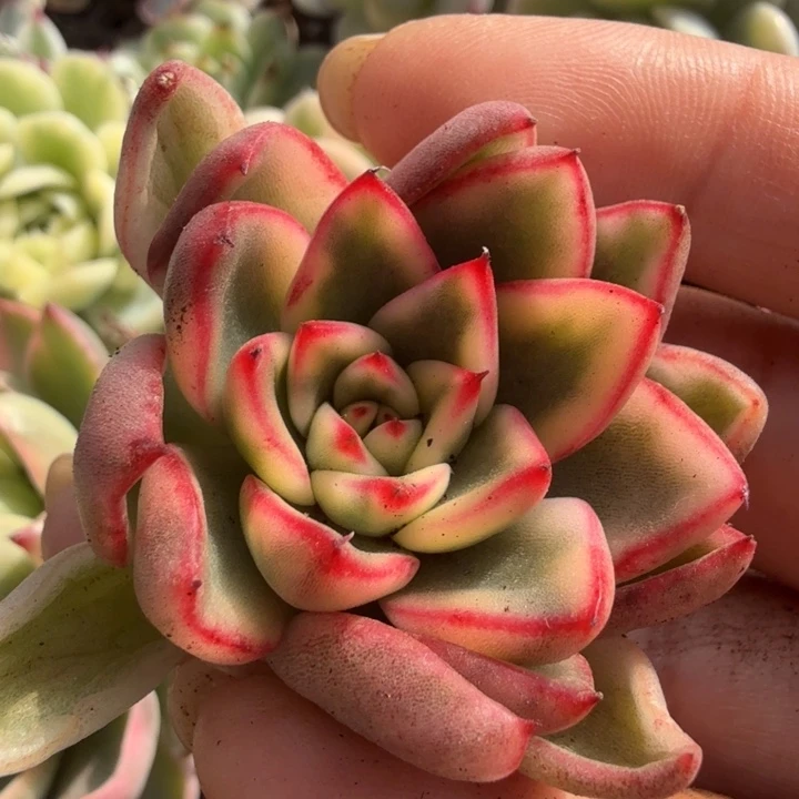 一颗多肉锦多肉锦