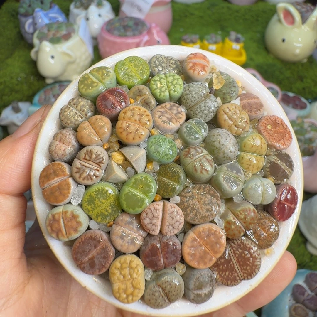 多肉植物的开播福利1162