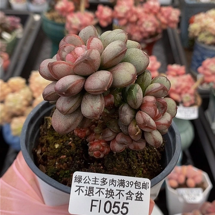 葡萄老桩有砍6cm1055多肉植物