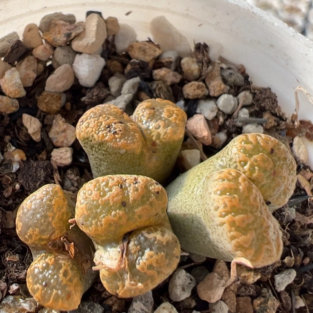 179多肉植物百科植物