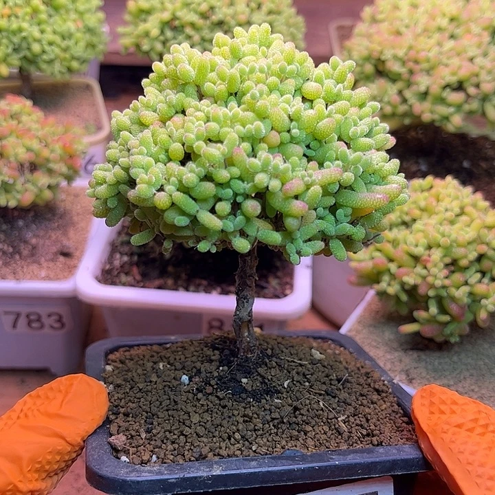 无花朵755金桔糖球