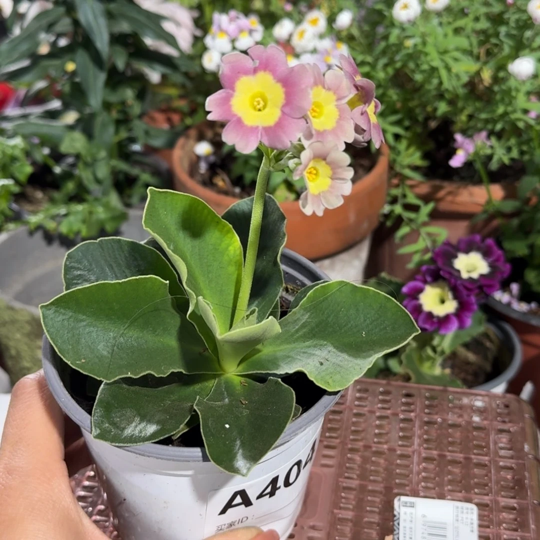 一物一拍耳叶报春A404