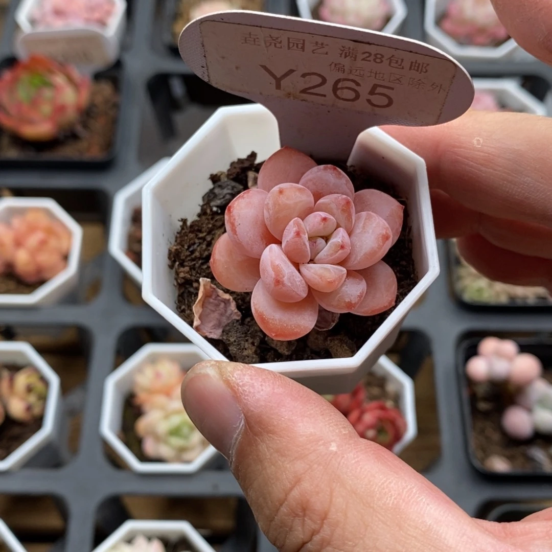 0265 星星雪 3.5cm