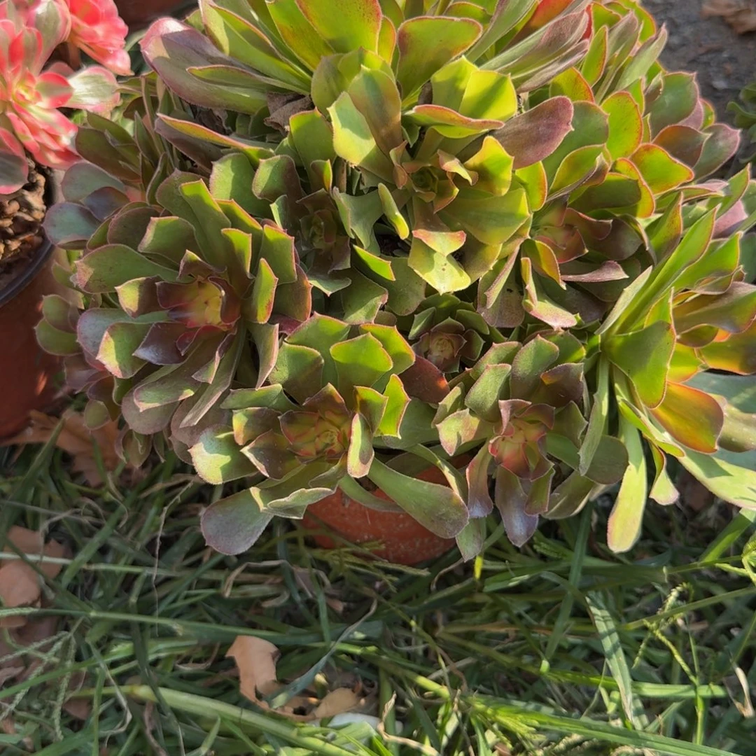 793洛神。多肉植物