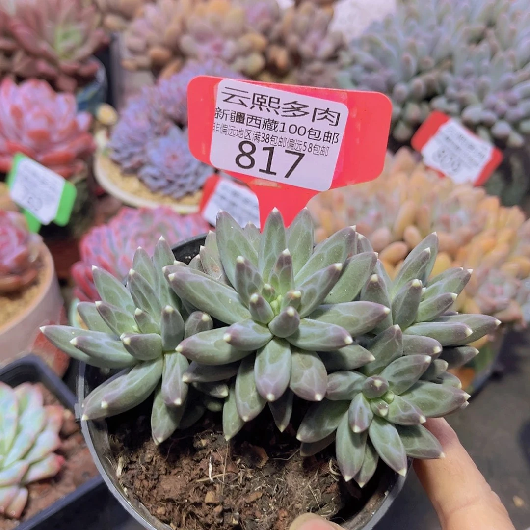 817乌拉克拉多肉植物