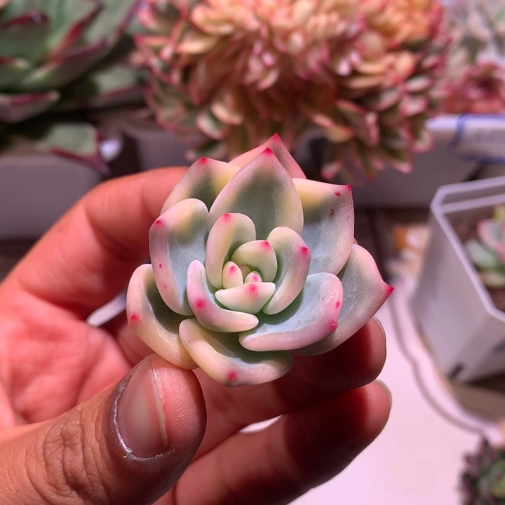 轩***子伊丽莎白锦腹轮锦锦锦