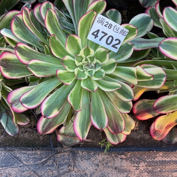 4702南天和多肉植物