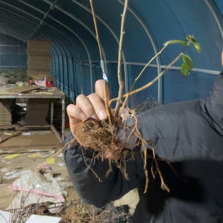 花天女海棠花一颗苗