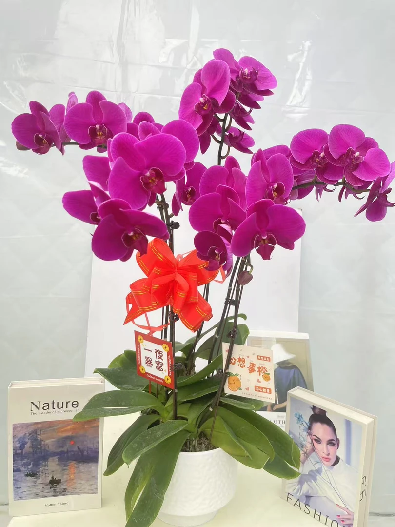 蝴蝶兰【大辣椒】鲜花盆栽室内观赏花花佛山基地直发好养易活