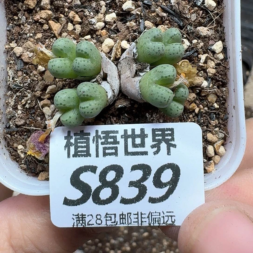 多肉植物发润泽fghj