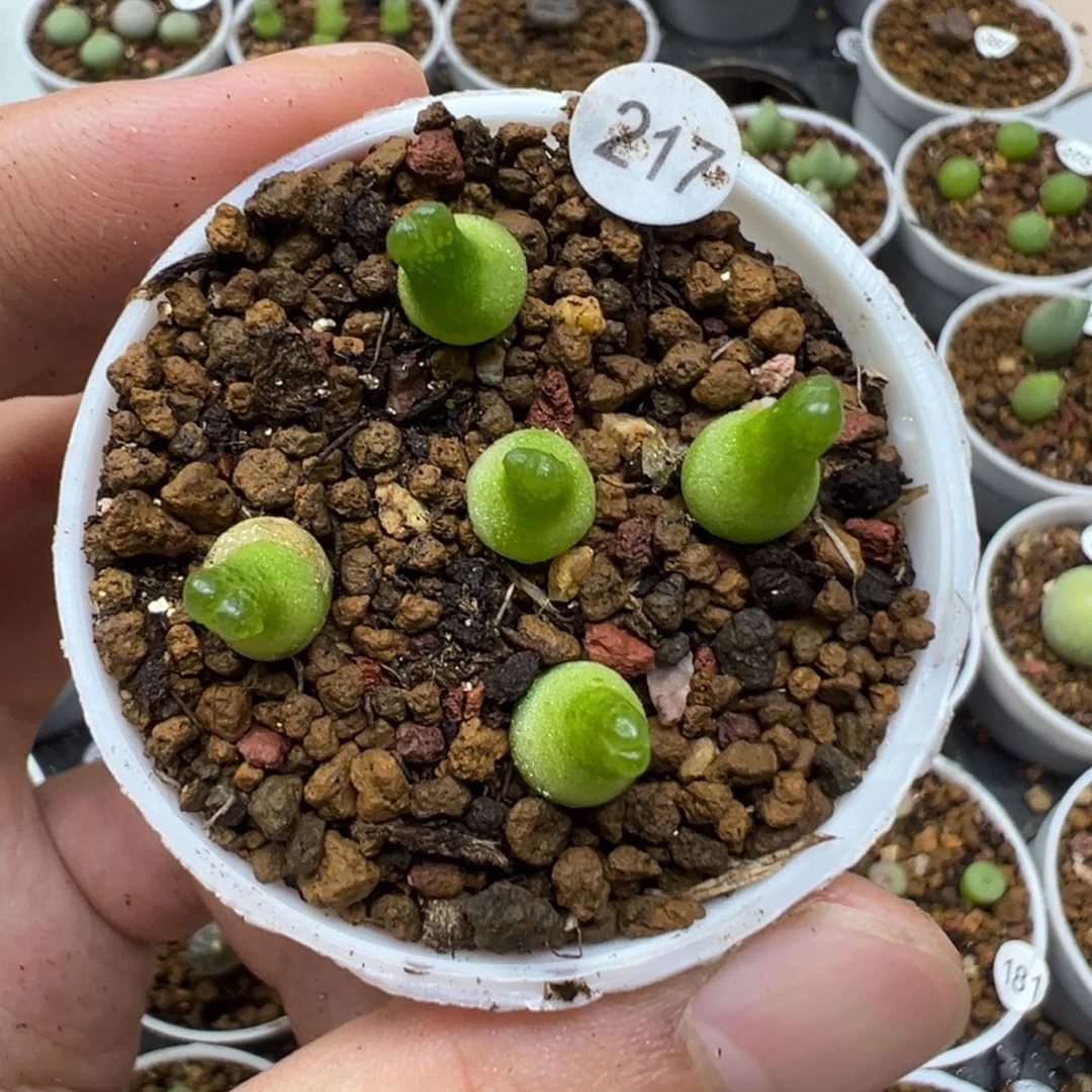 小葫芦一颗脱土217000