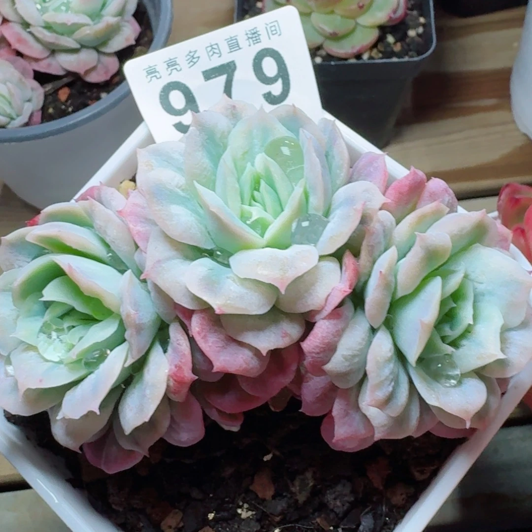 泡泡纱裙      愿你一路坦途，乘风破浪展宏图