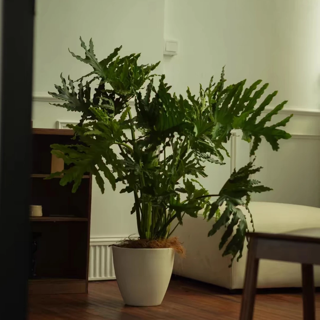 1-1.2m龙鳞春羽蔓绿绒水培土培植物室内绿植客厅净化空气办公室