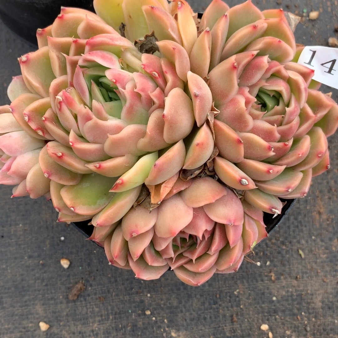 1411杂交精品基地13厘米