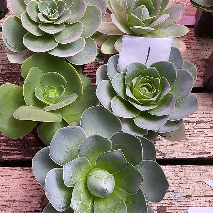 山地玫瑰一物一拍，带盆发1号