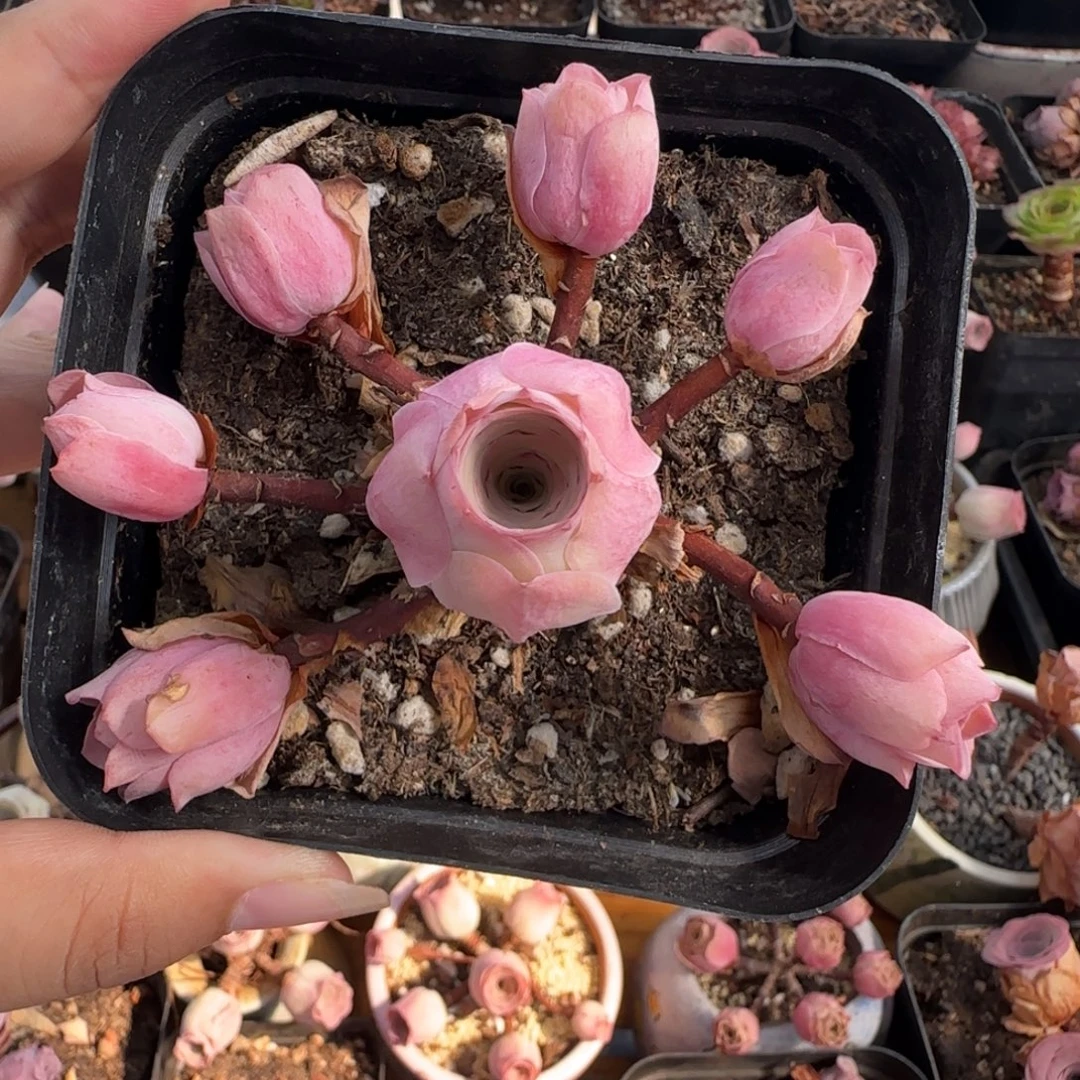 L307半城玫瑰情澜