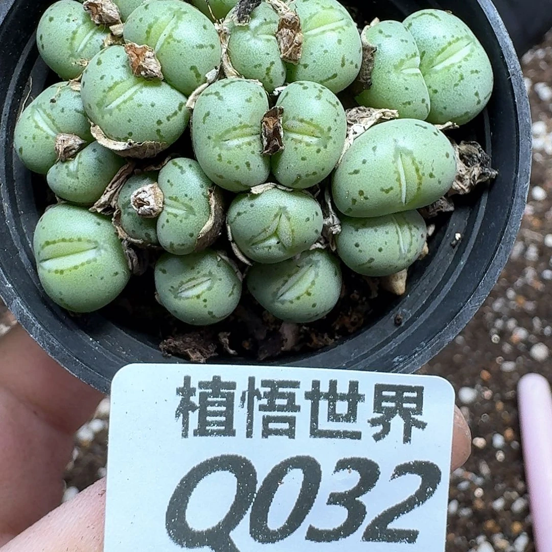 多肉植物多肉植物的润泽