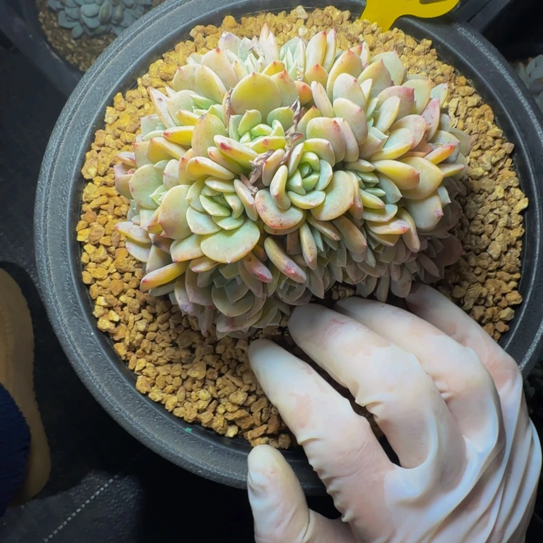 梅*m m m m m m m m m 452