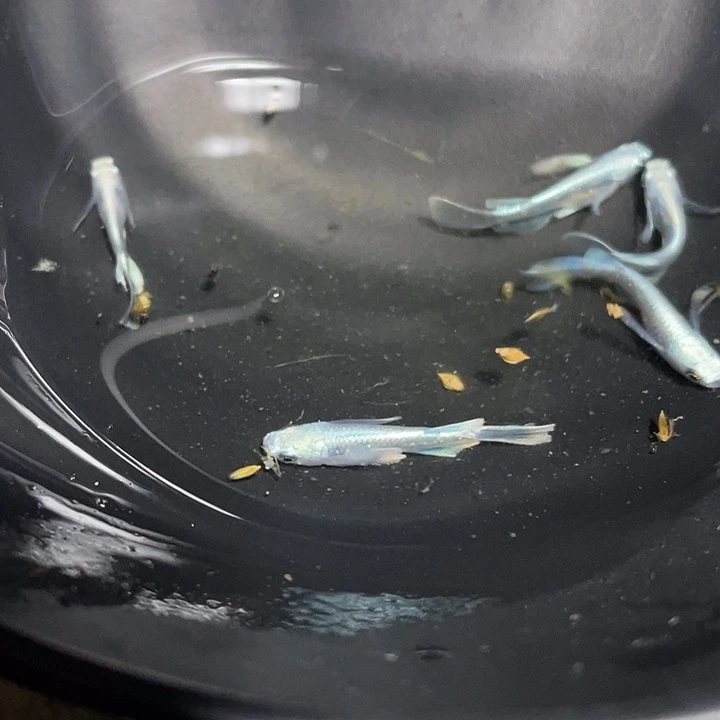 青鳉鱼天使之翼观背青鳉