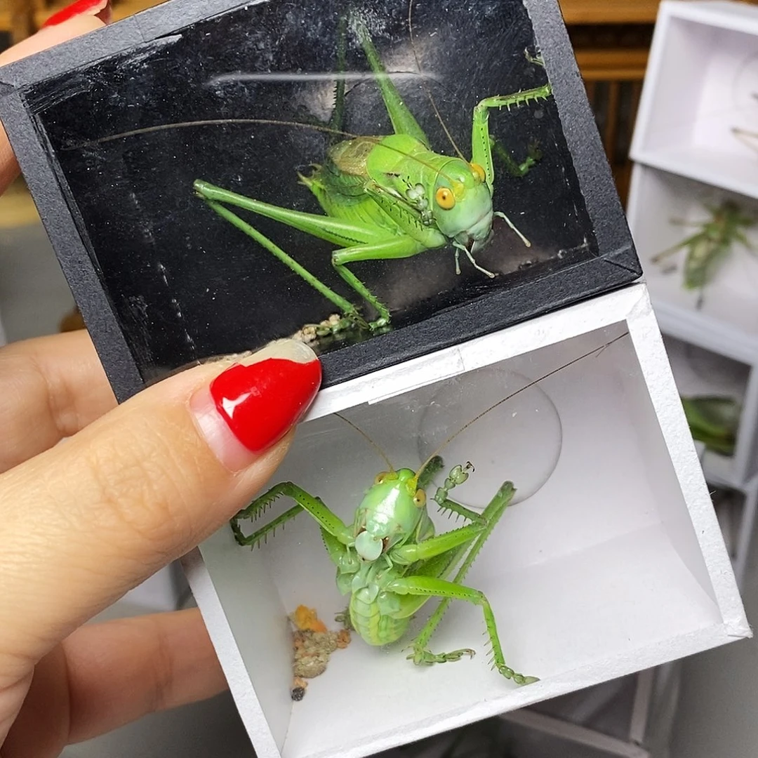 绿蝈蝈2只哈哈哈哈哈哈哈哈哈