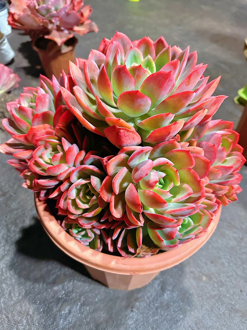 精品多肉 大绮罗仙子 好看好养