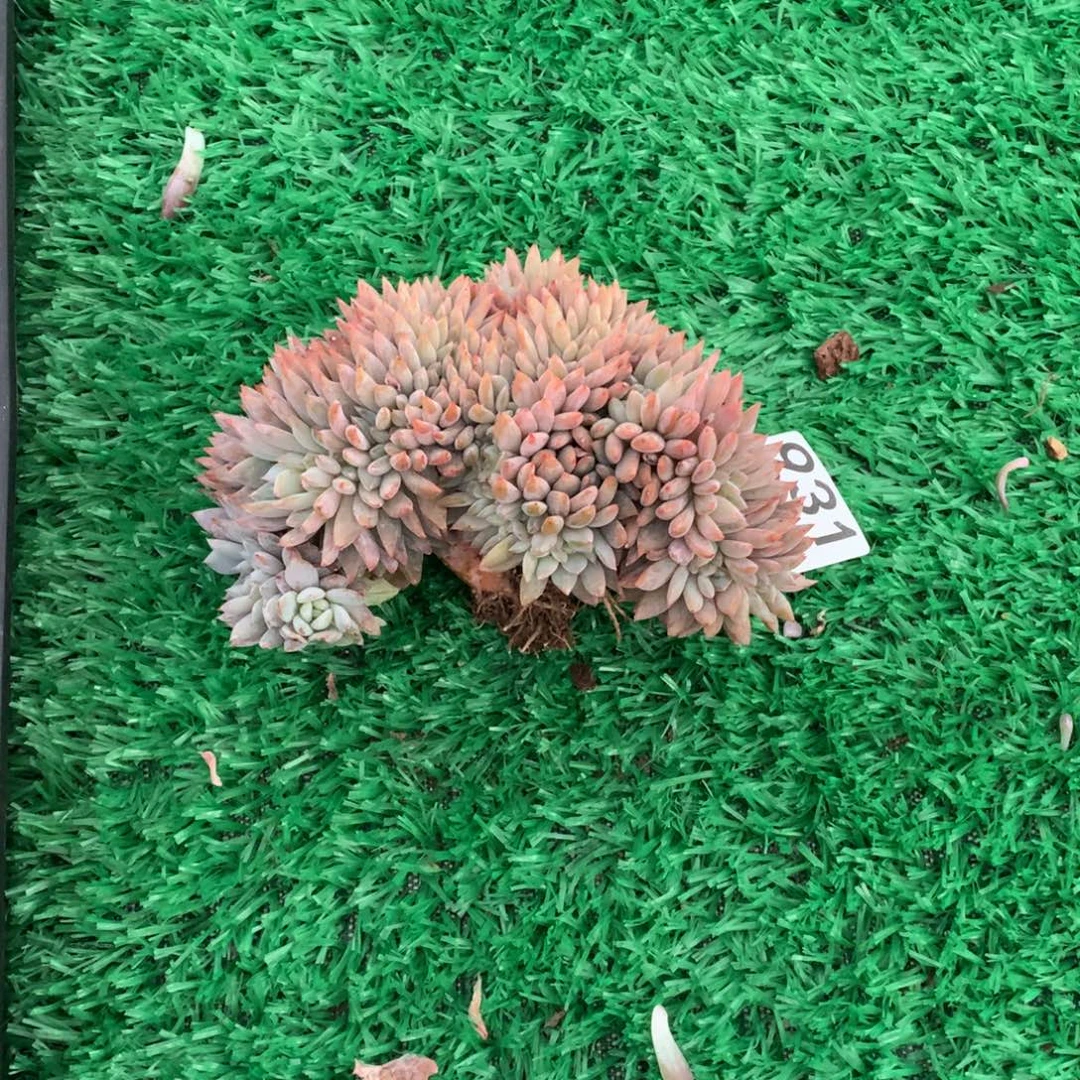 931橙子缀多肉植物